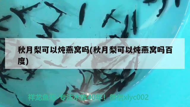 出水藍是什么魚，藍色大魚是什么魚 觀賞魚 第1張