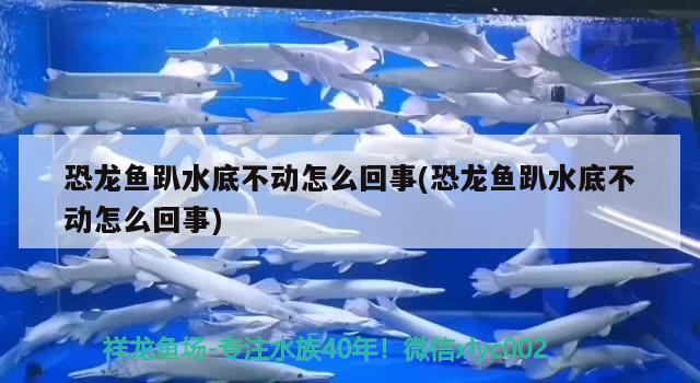 恐龍魚趴水底不動怎么回事(恐龍魚趴水底不動怎么回事) 一眉道人魚