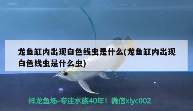 龍魚(yú)缸內(nèi)出現(xiàn)白色線蟲(chóng)是什么(龍魚(yú)缸內(nèi)出現(xiàn)白色線蟲(chóng)是什么蟲(chóng))