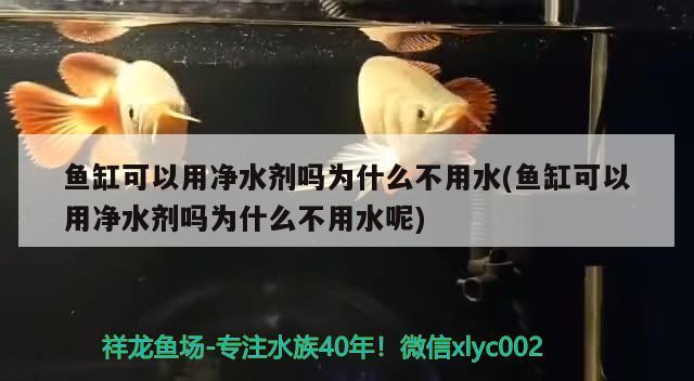 魚缸可以用凈水劑嗎為什么不用水(魚缸可以用凈水劑嗎為什么不用水呢)