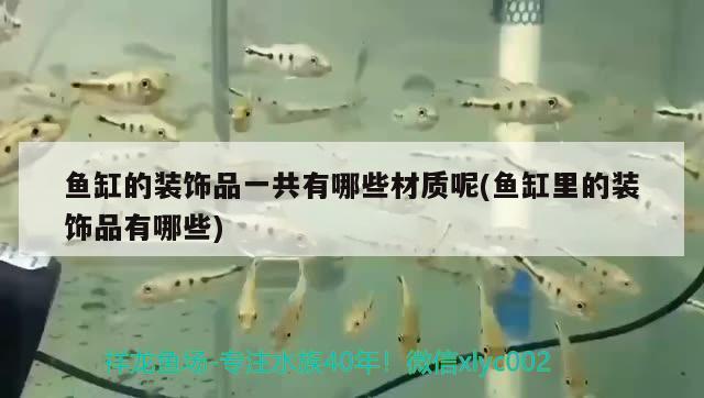 魚缸的裝飾品一共有哪些材質(zhì)呢(魚缸里的裝飾品有哪些) 野彩魚