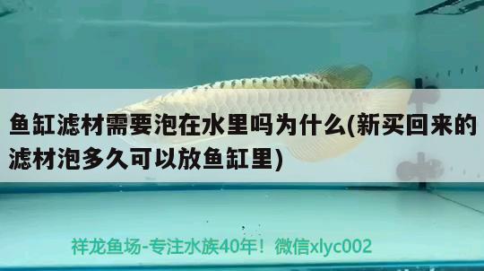 魚缸濾材需要泡在水里嗎為什么(新買回來的濾材泡多久可以放魚缸里) 黃金鴨嘴魚