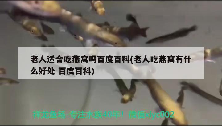 老人適合吃燕窩嗎百度百科(老人吃燕窩有什么好處百度百科) 馬來西亞燕窩