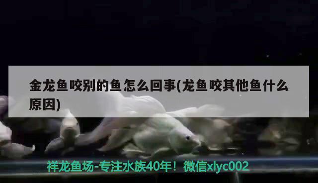 金龍魚的1:1:1是什么意思(金龍魚111是比嗎) 大白鯊魚苗