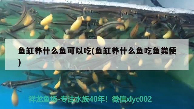 魚缸養(yǎng)什么魚可以吃(魚缸養(yǎng)什么魚吃魚糞便) 黃金達摩魚