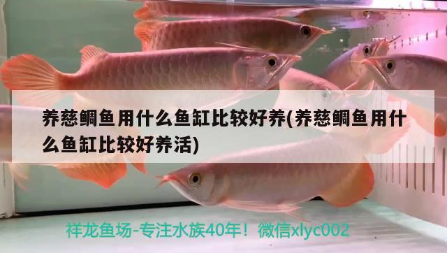 養(yǎng)慈鯛魚用什么魚缸比較好養(yǎng)(養(yǎng)慈鯛魚用什么魚缸比較好養(yǎng)活) 細(xì)線銀板魚苗