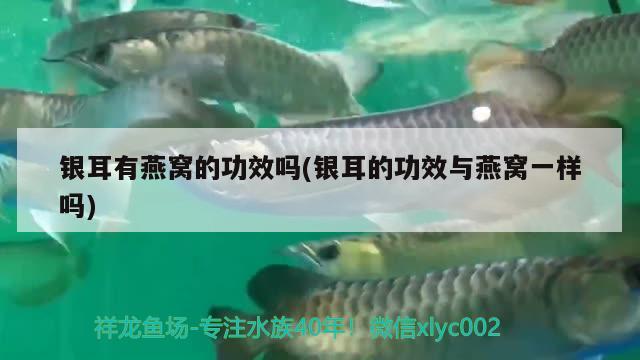 延邊朝鮮族自治州觀賞魚市場金花小苗