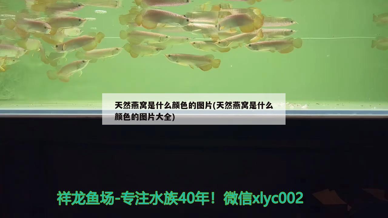 天然燕窩是什么顏色的圖片(天然燕窩是什么顏色的圖片大全)