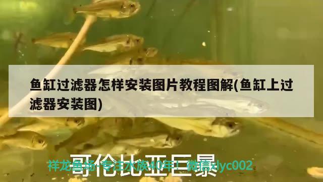 魚缸過濾器怎樣安裝圖片教程圖解(魚缸上過濾器安裝圖)