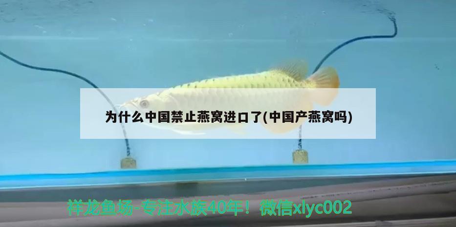 魚缸循環(huán)過濾水泵不出水（魚缸過濾系統(tǒng)不循環(huán)水了）