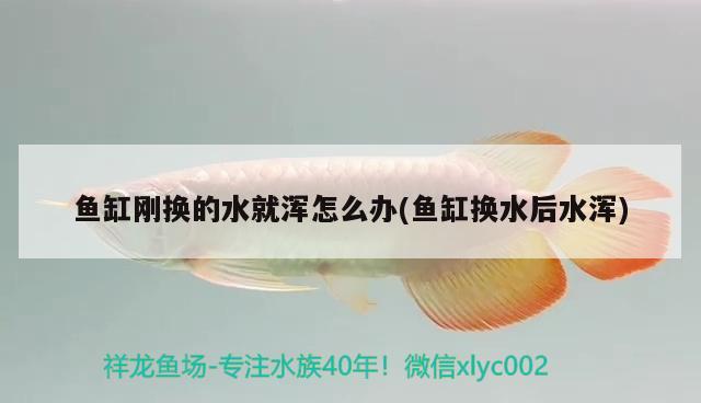 魚缸剛換的水就渾怎么辦(魚缸換水后水渾)