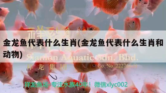 元寶鳳凰魚(yú)簡(jiǎn)介（元寶鳳凰魚(yú)圖片）