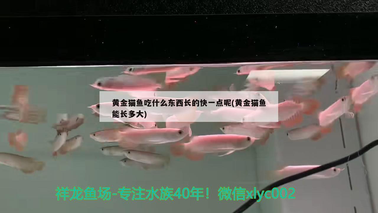 黃金貓魚吃什么東西長的快一點(diǎn)呢(黃金貓魚能長多大) 黃金貓魚