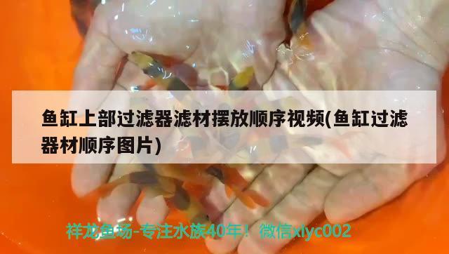 魚缸上部過濾器濾材擺放順序視頻(魚缸過濾器材順序圖片) 帝王迷宮魚