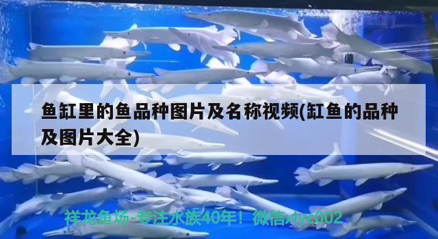 魚缸里的魚品種圖片及名稱視頻(缸魚的品種及圖片大全)