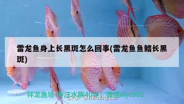 雷龍魚身上長黑斑怎么回事(雷龍魚魚鰭長黑斑)