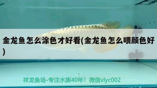 金龍魚怎么涂色才好看(金龍魚怎么喂顏色好) 委內(nèi)瑞拉奧里諾三間魚苗