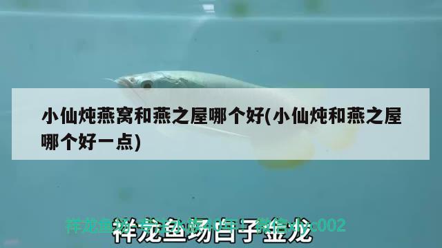 小仙燉燕窩和燕之屋哪個好(小仙燉和燕之屋哪個好一點) 馬來西亞燕窩