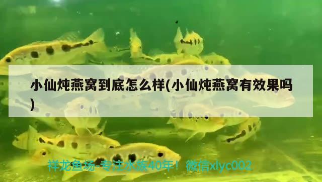 沈陽觀賞魚批發(fā)市場進貨渠道有哪些呢（ 沈陽最大的觀賞魚批發(fā)市場在哪） 女王大帆魚苗