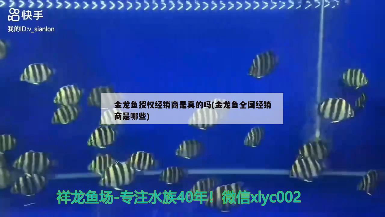 金龍魚授權(quán)經(jīng)銷商是真的嗎(金龍魚全國經(jīng)銷商是哪些) 紅龍福龍魚