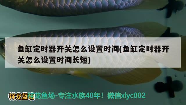 銀龍魚的養(yǎng)殖方法和注意事項有哪些圖片視頻大全（銀龍魚的養(yǎng)殖要求）