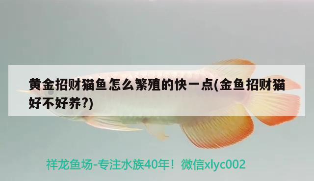 金龍魚什么牌子好：金龍魚品牌排行榜前十名