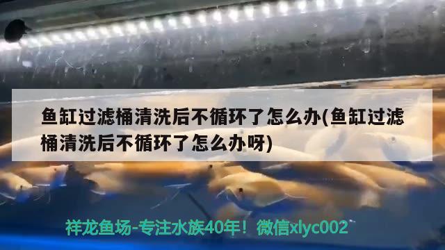 魚(yú)缸過(guò)濾桶清洗后不循環(huán)了怎么辦(魚(yú)缸過(guò)濾桶清洗后不循環(huán)了怎么辦呀)