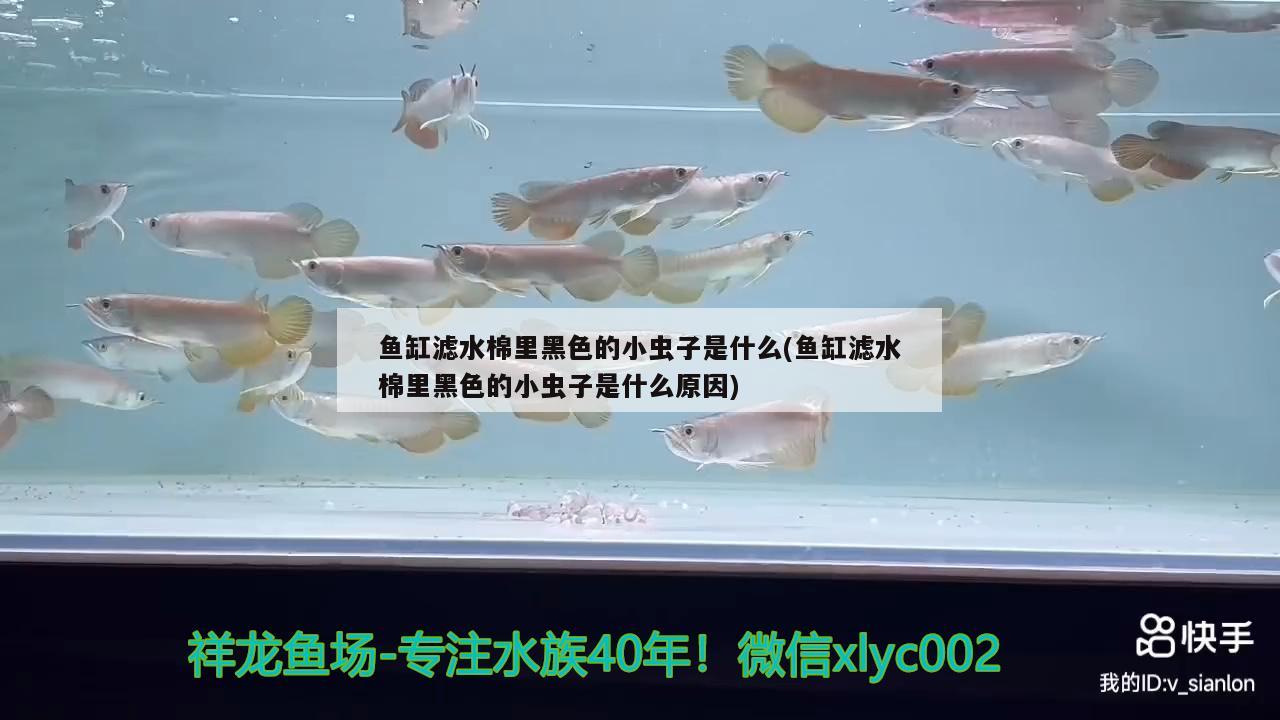 魚缸濾水棉里黑色的小蟲子是什么(魚缸濾水棉里黑色的小蟲子是什么原因) 稀有紅龍品種