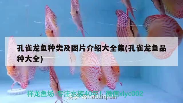 孔雀龍魚種類及圖片介紹大全集(孔雀龍魚品種大全)