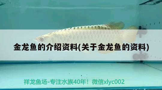 金龍魚的介紹資料(關(guān)于金龍魚的資料) 錦鯉池魚池建設(shè)