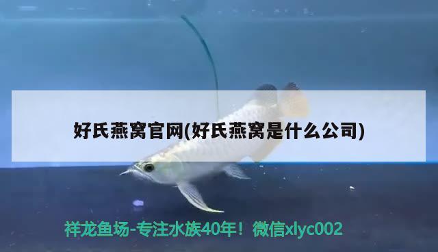 商丘魚缸維護(hù)（商丘魚缸維護(hù)公司） 大正錦鯉魚 第1張