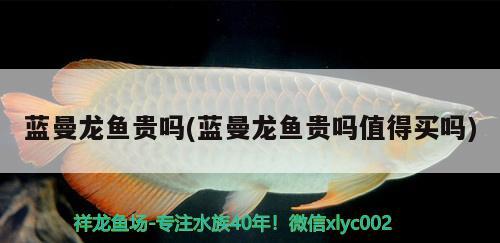 藍曼龍魚貴嗎(藍曼龍魚貴嗎值得買嗎) 銀河星鉆魚