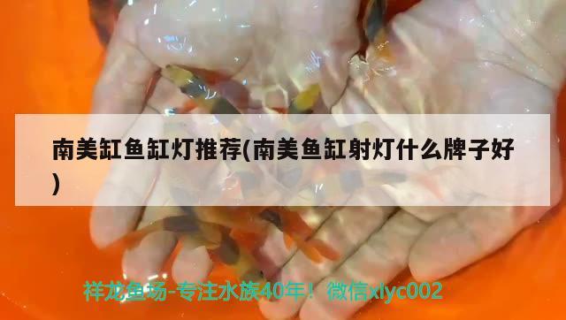 南美缸魚缸燈推薦(南美魚缸射燈什么牌子好) 三間鼠魚