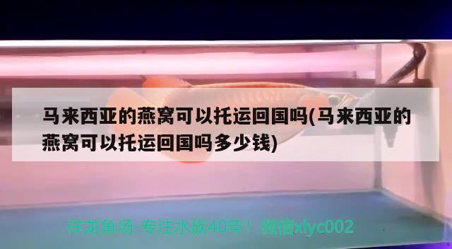 馬來西亞的燕窩可以托運回國嗎(馬來西亞的燕窩可以托運回國嗎多少錢) 馬來西亞燕窩