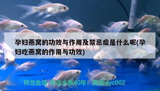 惠州哪里有賣(mài)魚(yú)缸的市場(chǎng)啊多少錢(qián)：惠州魚(yú)缸廠