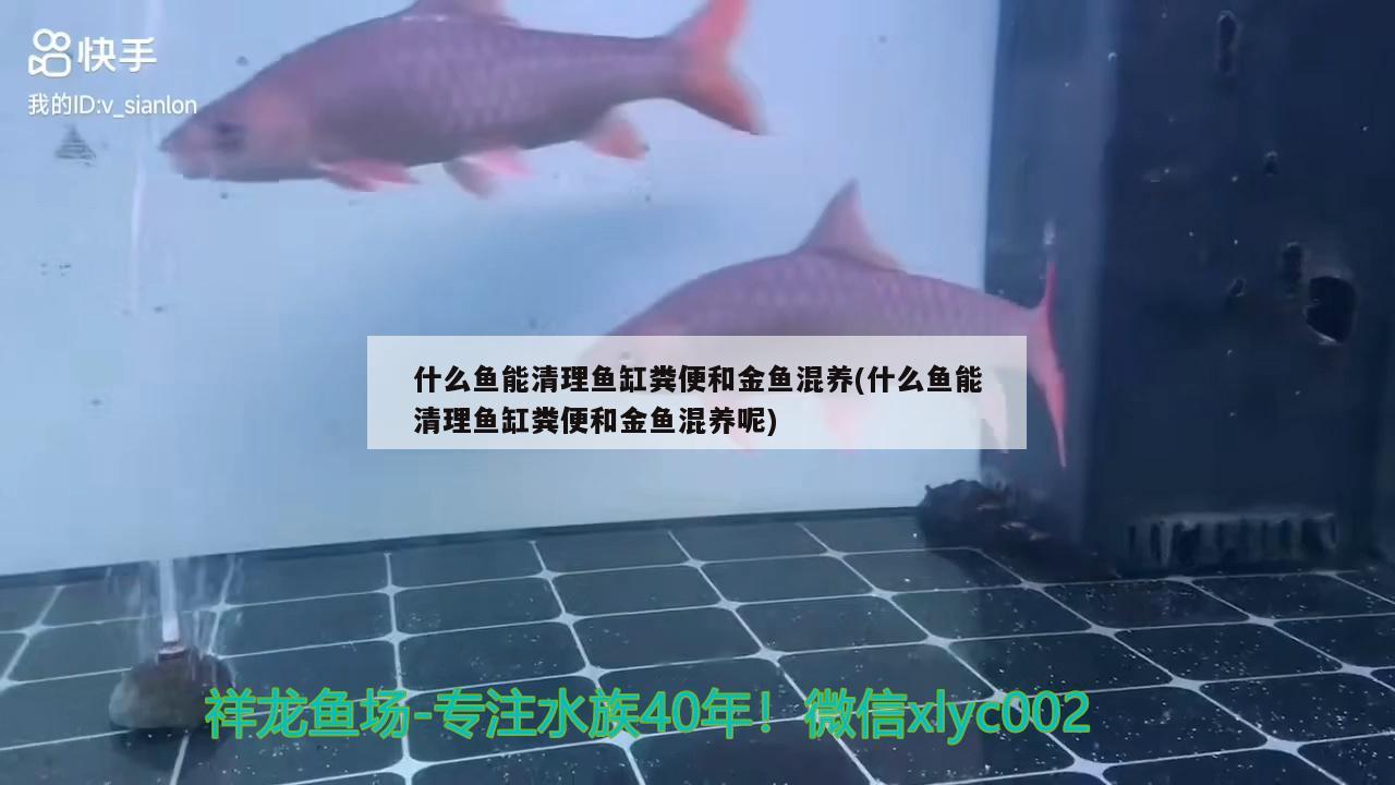 什么魚能清理魚缸糞便和金魚混養(yǎng)(什么魚能清理魚缸糞便和金魚混養(yǎng)呢)