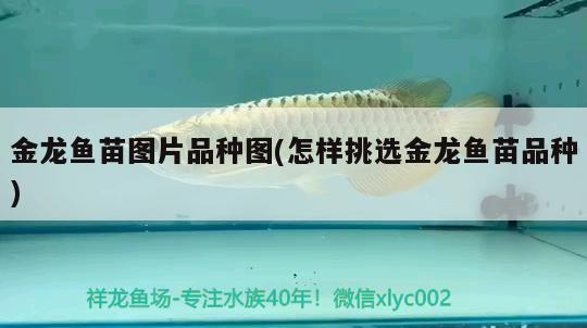 金龍魚苗圖片品種圖(怎樣挑選金龍魚苗品種) 龍魚專用燈