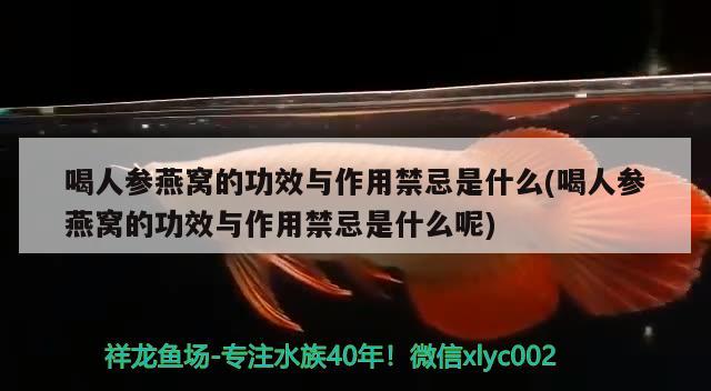 喝人參燕窩的功效與作用禁忌是什么(喝人參燕窩的功效與作用禁忌是什么呢)