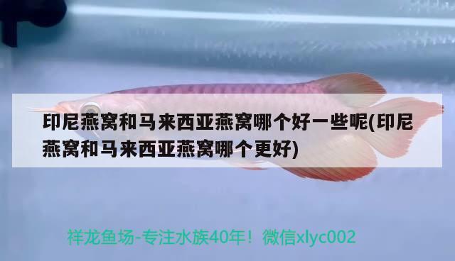 印尼燕窩和馬來西亞燕窩哪個好一些呢(印尼燕窩和馬來西亞燕窩哪個更好) 馬來西亞燕窩