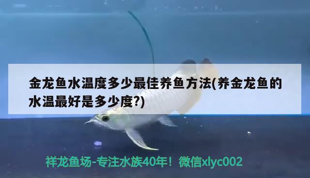 金龍魚水溫度多少最佳養(yǎng)魚方法(養(yǎng)金龍魚的水溫最好是多少度?) 白寫錦鯉魚