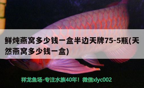 遼陽觀賞魚市場快50厘米啦