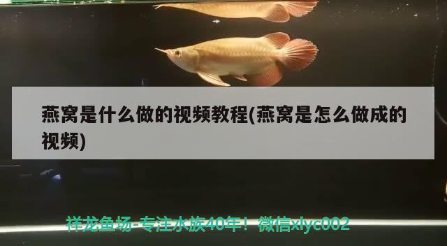 燕窩是什么做的視頻教程(燕窩是怎么做成的視頻) 馬來西亞燕窩