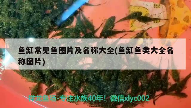 蝴蝶魚觀賞魚怎么養(yǎng)殖：蝴蝶魚觀賞魚怎么養(yǎng)殖視頻 蝴蝶鯉 第1張