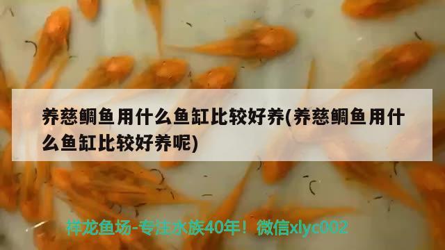 黑白獅子頭像高清圖片霸氣：像獅子一樣的狗 觀賞魚 第3張