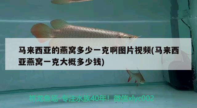 馬來西亞的燕窩多少一克啊圖片視頻(馬來西亞燕窩一克大概多少錢) 馬來西亞燕窩