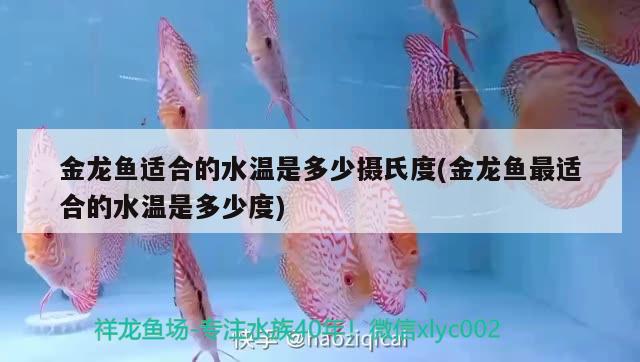 金龍魚(yú)適合的水溫是多少攝氏度(金龍魚(yú)最適合的水溫是多少度)