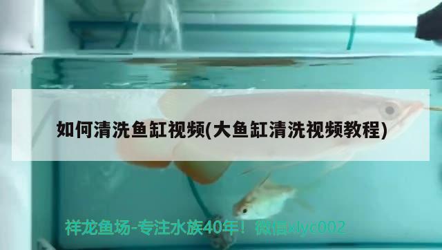 怎么能清理魚缸里的魚屎（怎樣清理魚缸里的糞便）