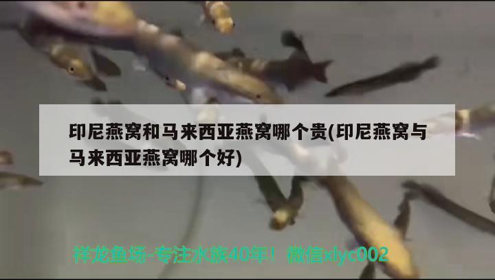 紅金龍魚視頻高清在線觀看：紅金龍魚價格258萬 廣州水族批發(fā)市場 第1張