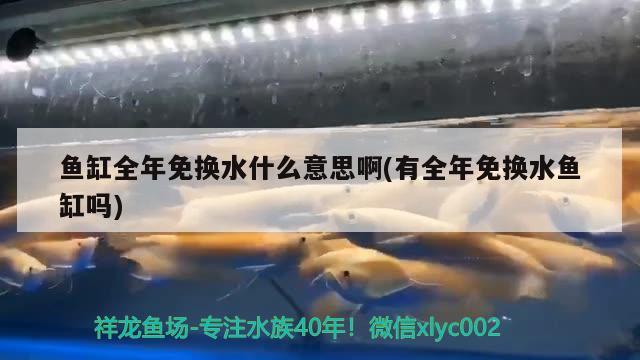 魚缸全年免換水什么意思啊(有全年免換水魚缸嗎)