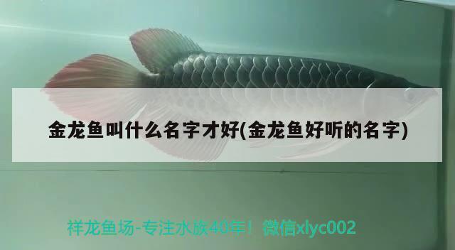 金龍魚叫什么名字才好(金龍魚好聽的名字) 白子關刀魚苗